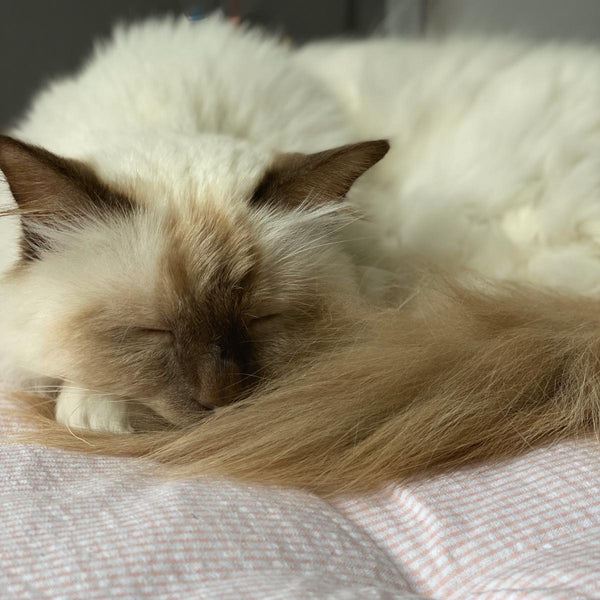 Cat Bed Quilts