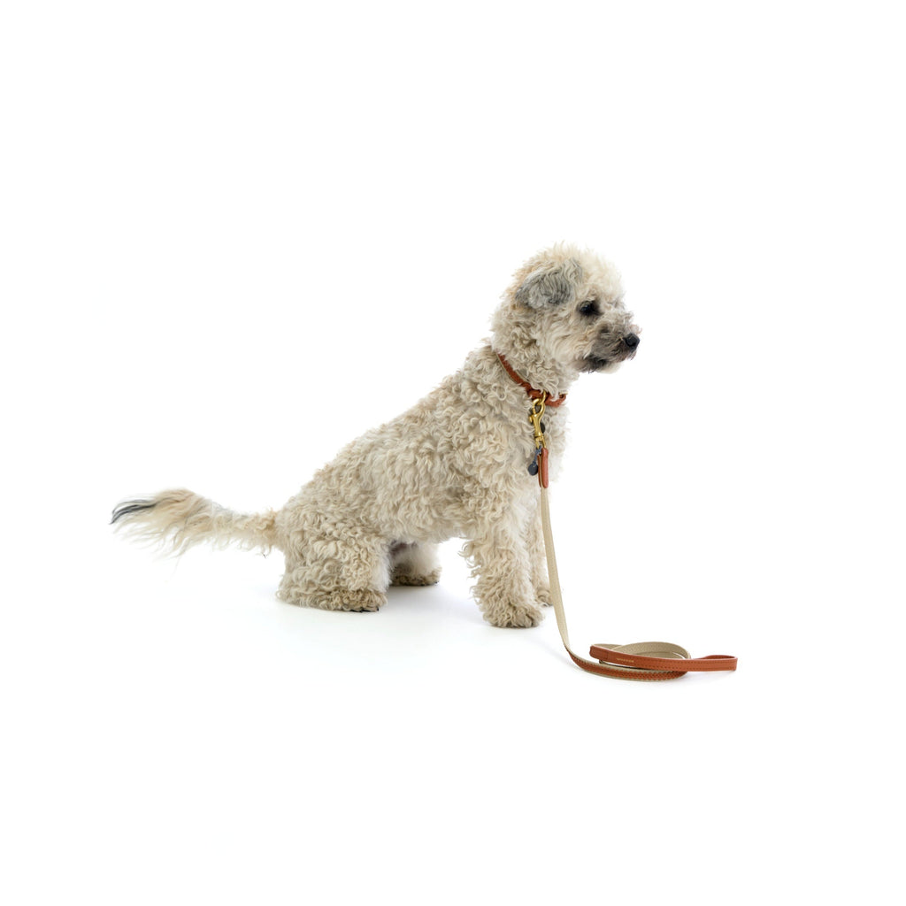 Mungo & Maud Luxury Dog & Cat Outfitters Bonbon Leather Dog Collar & Lead Brown